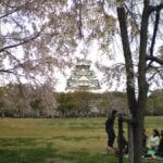 大阪城・西の丸庭園で花見！
