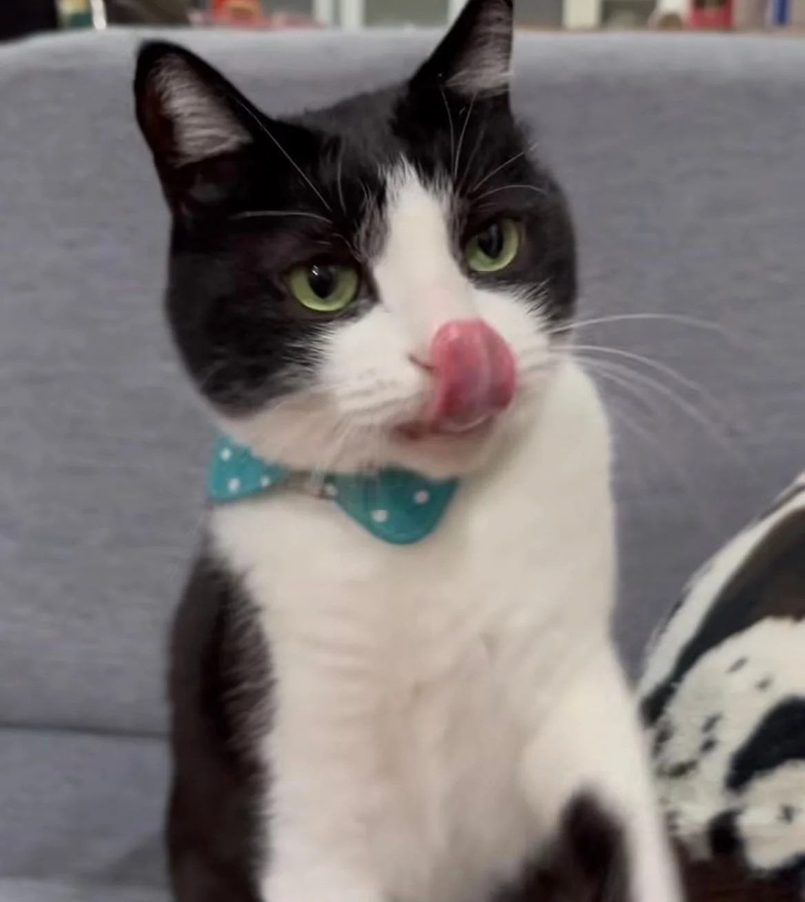 蝶ネクタイをつけた白黒猫