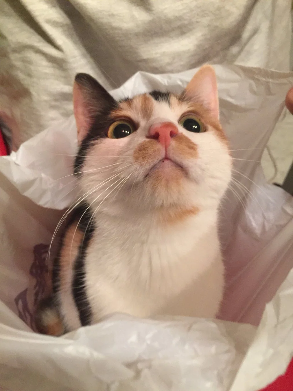 ビニール袋の中の三毛猫