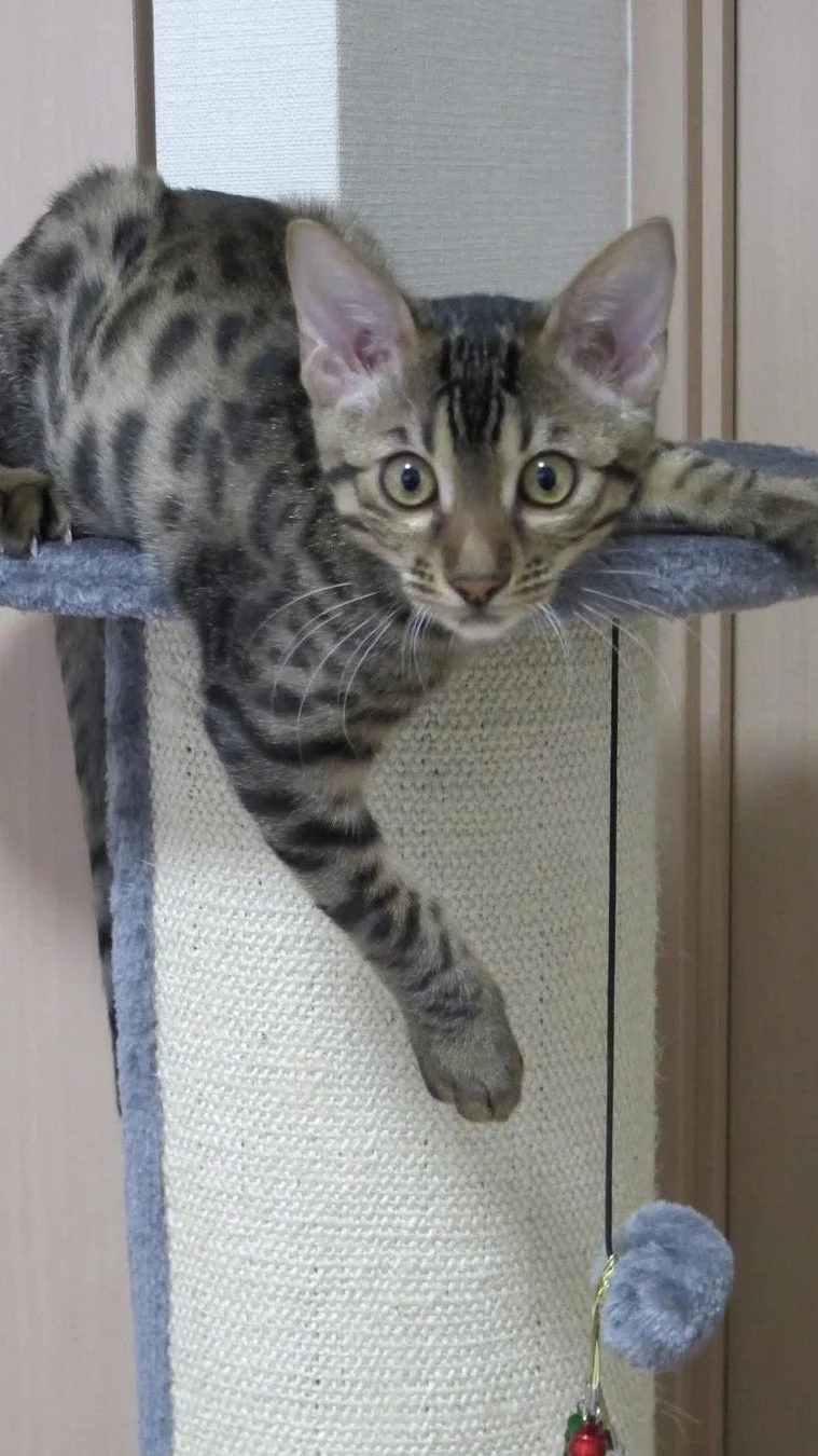 キャットタワーのベンガル猫