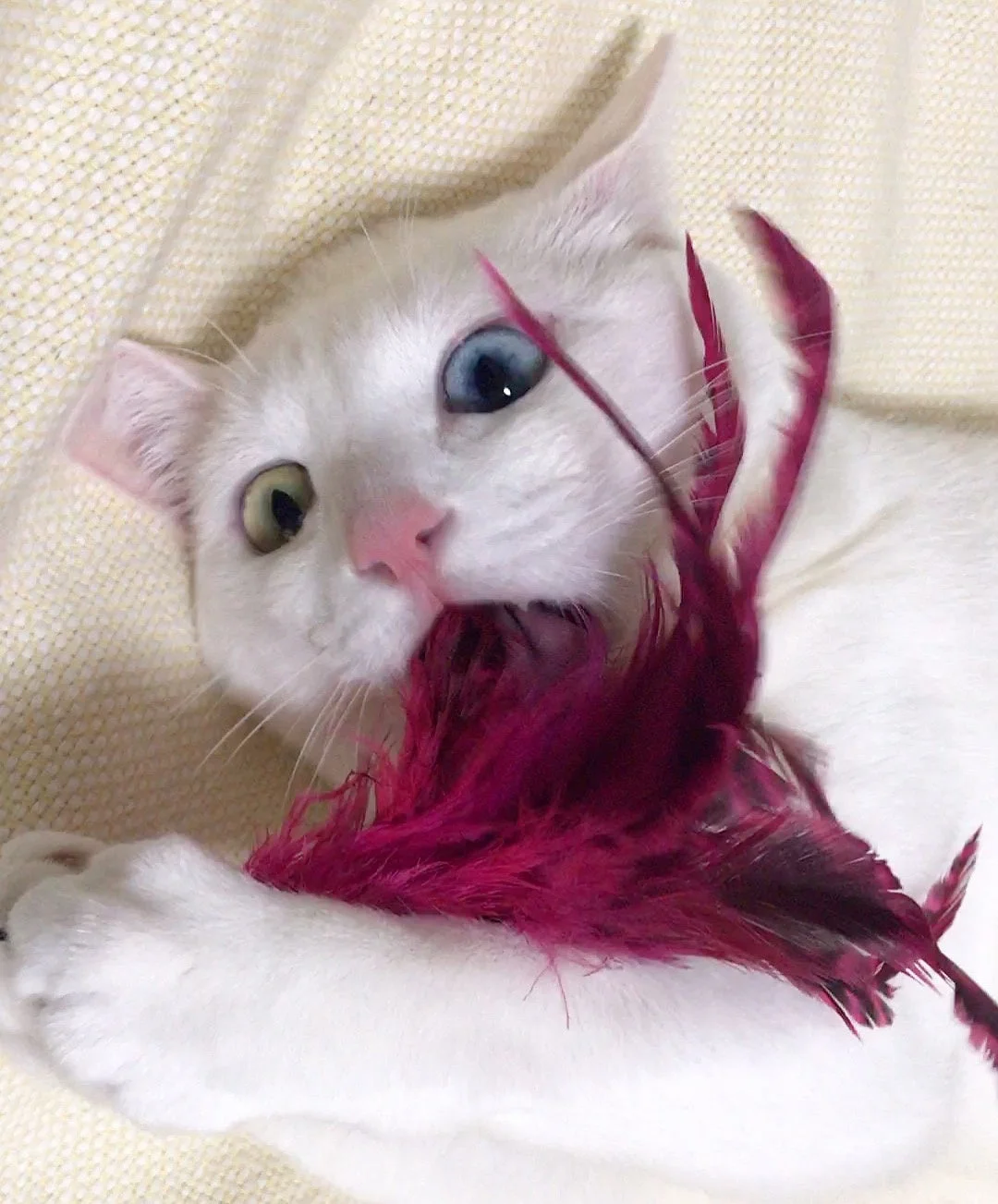 羽根のおもちゃで遊ぶオッドアイの白猫