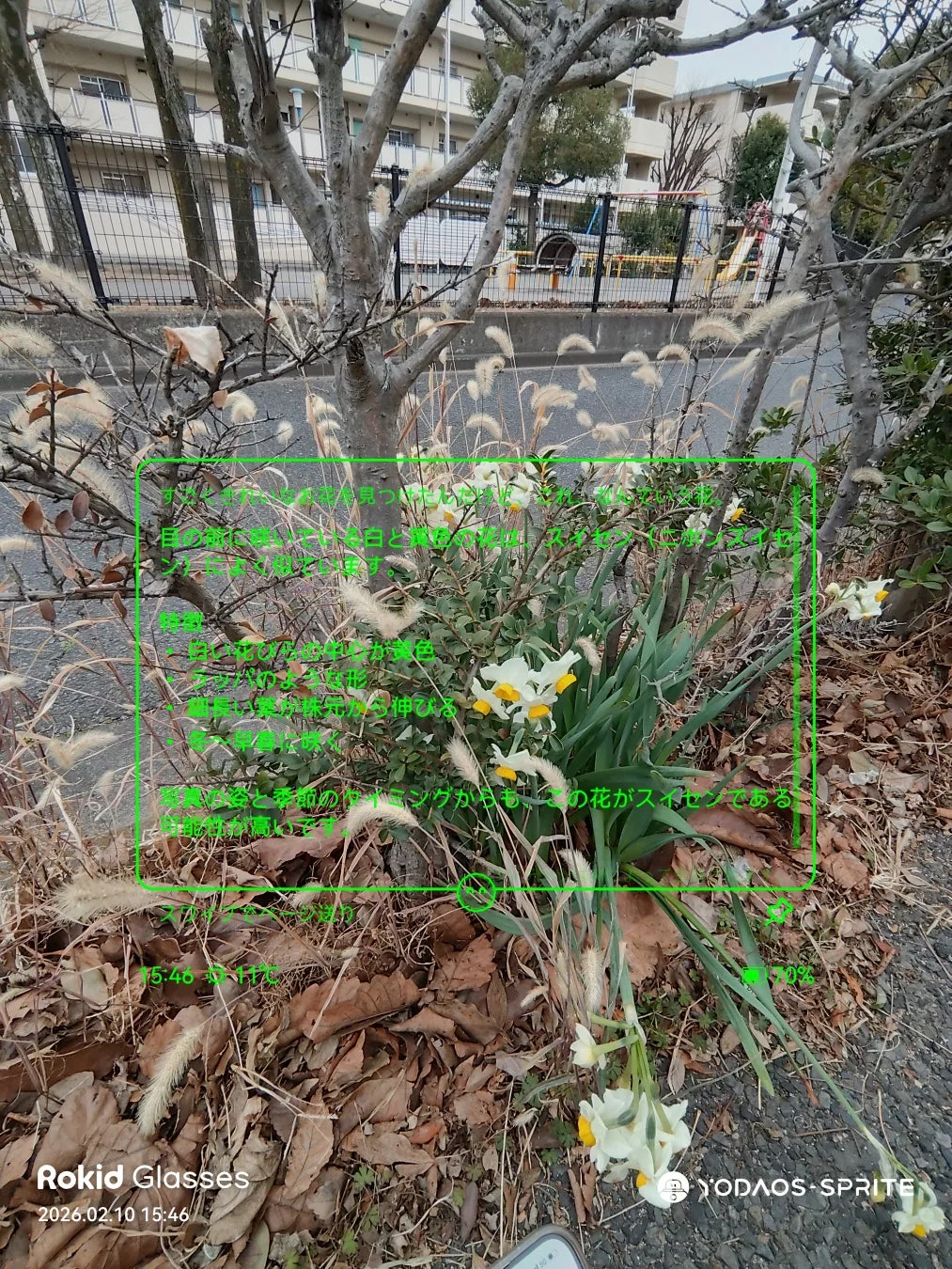 スイセンのAR情報表示