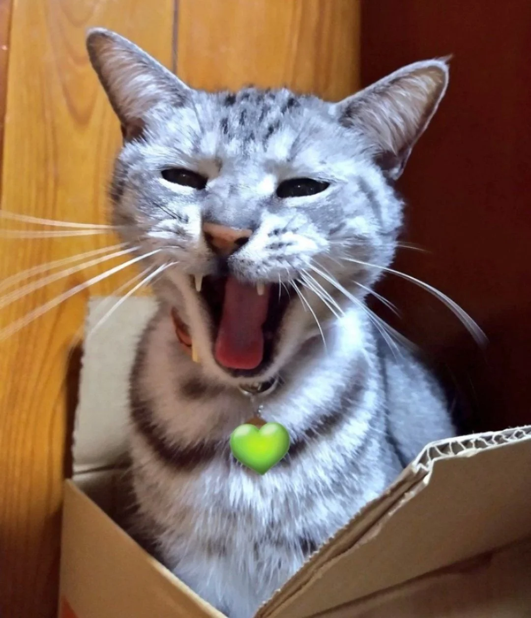 段ボール箱であくびする猫