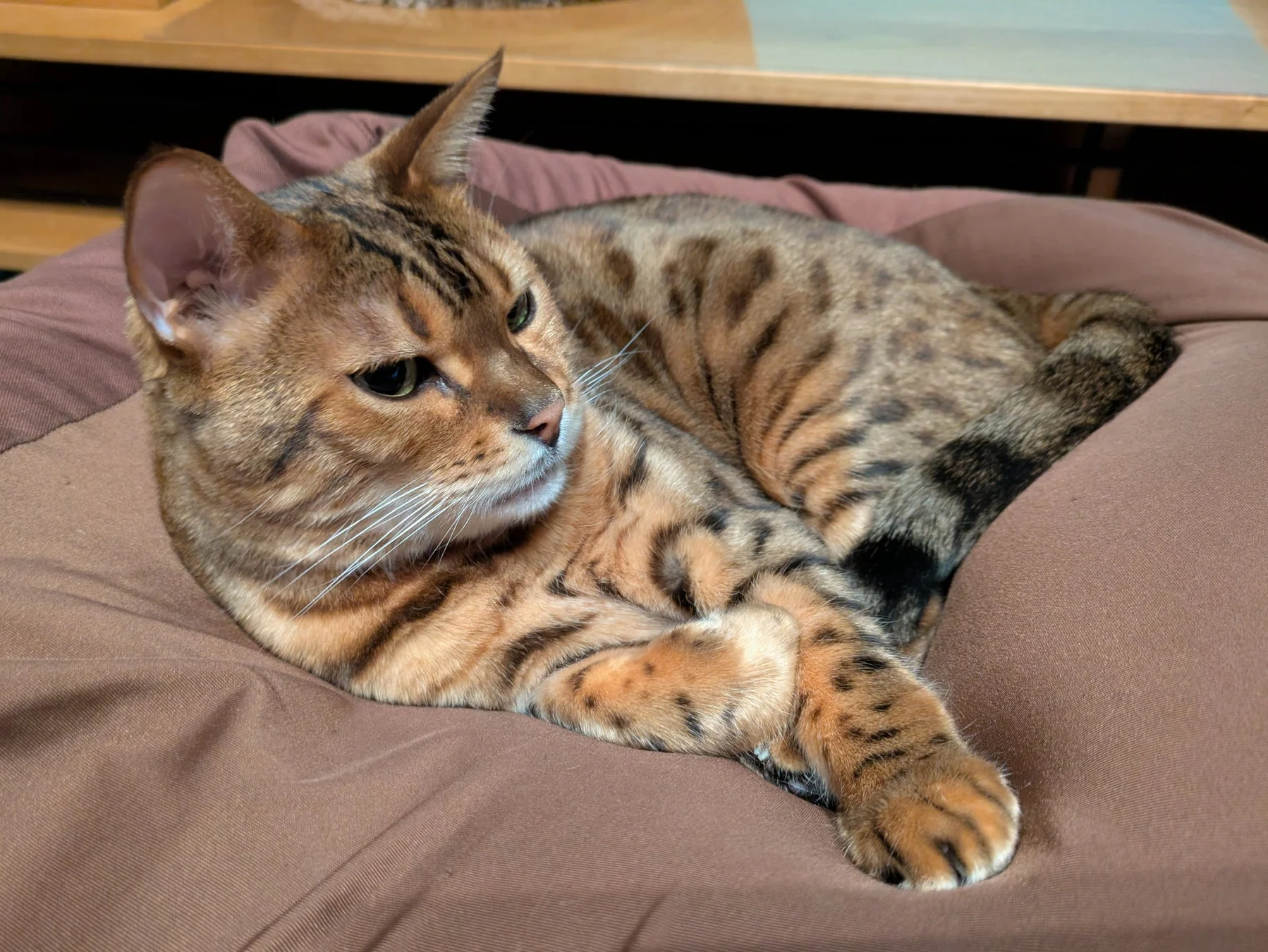 クッションでくつろぐベンガル猫