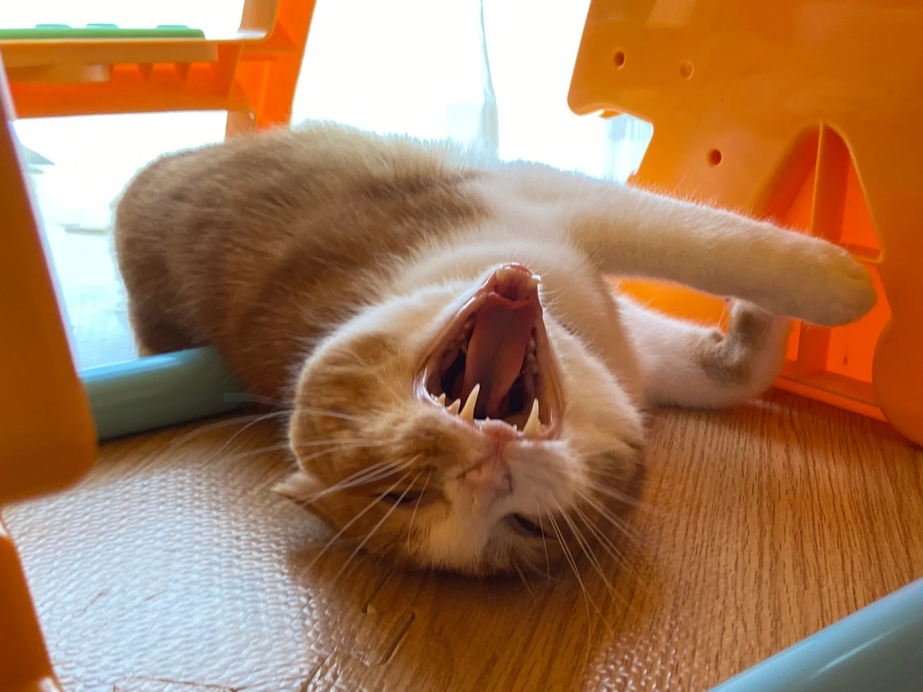 あくびをする茶トラ猫