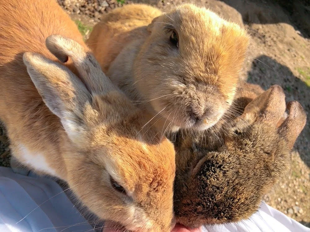 うさぎが餌を食べている写真