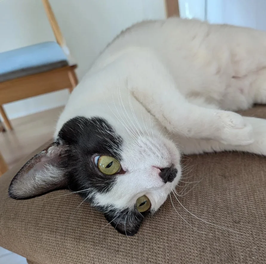 仰向けに寝そべるハチワレ猫