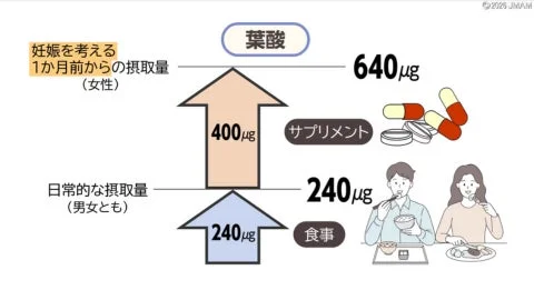 葉酸の推奨摂取量に関する図。日常的な食事からの摂取量240μgに対し、妊娠を考える女性は1か月前からサプリメントで400μgを追加し、合計640μgの摂取が推奨されることを示している。
