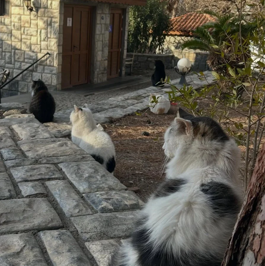 石畳でくつろぐ複数の猫