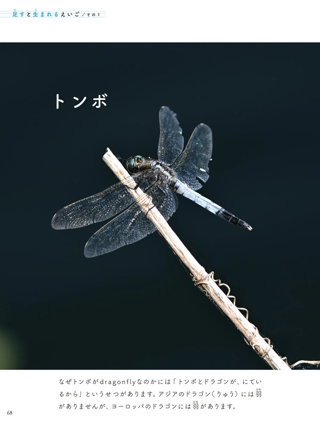トンボ