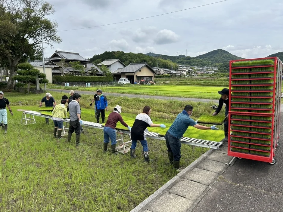 田んぼで稲の苗を準備する様子